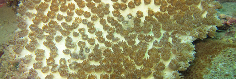 白化サンゴ復活